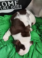 Kosher, a male English Bulldog for sale in Maurice, IA – 5 of 7