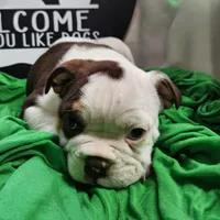Kosher, a male English Bulldog for sale in Maurice, IA – 6 of 7
