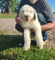 Sausage, a male Old English Sheepdog for sale in Maurice, IA – 4 of 9