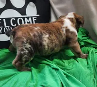 Spanky, a male English Bulldog for sale in Maurice, IA – 6 of 7