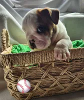 Jimmy, a male English Bulldog for sale in Maurice, IA – Photo 3 of 5