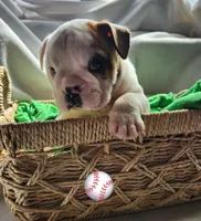 Jimmy, a male English Bulldog for sale in Maurice, IA – Photo 5 of 5