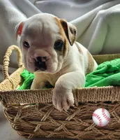 Jimmy, a male English Bulldog for sale in Maurice, IA – Photo 4 of 5