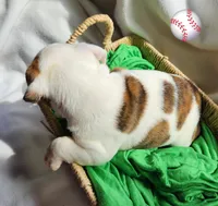 Jimmy, a male English Bulldog for sale in Maurice, IA – Photo 2 of 5