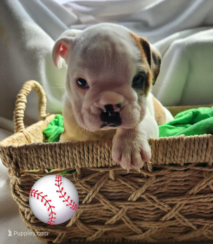 Jimmy – English Bulldog puppy for sale in Maurice, IA
