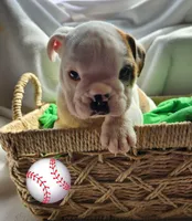 Jimmy, a male English Bulldog for sale in Maurice, IA – Photo 1 of 5