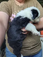 Biscuit , a male Old English Sheepdog for sale in Maurice, IA – 2 of 3