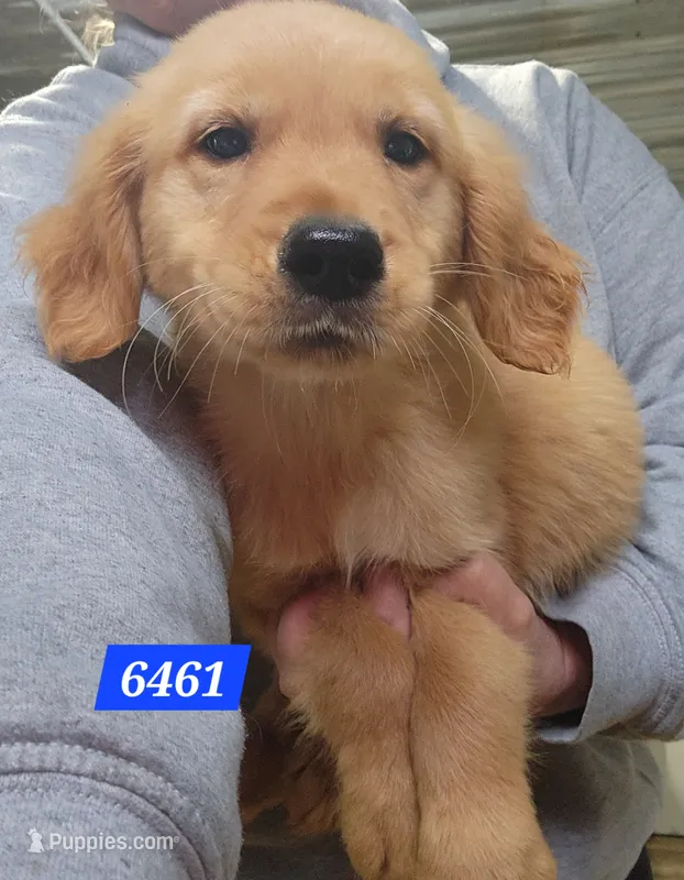 Buckley  – Golden Retriever puppy for sale in Maurice, IA