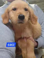 Buckley , a male Golden Retriever for sale in Maurice, IA – 1 of 4