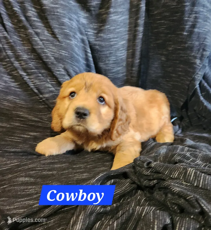 Cowboy – Golden Cocker Retriever puppy for sale in Maurice, IA