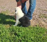 Sausage, a male Old English Sheepdog for sale in Maurice, IA – 3 of 9