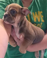 Ruth, a female English Bulldog for sale in Maurice, IA – 5 of 5
