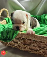 Kit, a female English Bulldog for sale in Maurice, IA – Photo 2 of 5