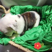 Kit, a female English Bulldog for sale in Maurice, IA – Photo 5 of 5