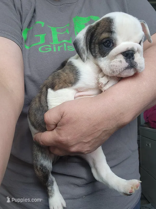 Kit – English Bulldog puppy for sale in Maurice, IA