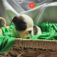 Kit, a female English Bulldog for sale in Maurice, IA – Photo 4 of 5