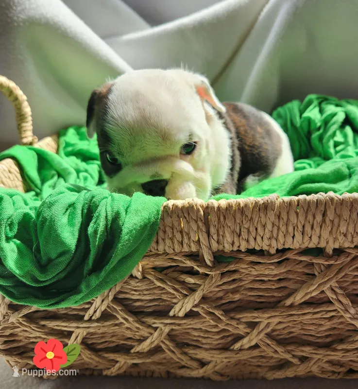 Kit – English Bulldog puppy on hold in Maurice, IA