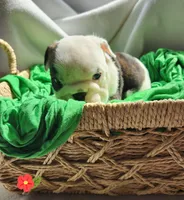 Kit, a female English Bulldog for sale in Maurice, IA – Photo 1 of 5