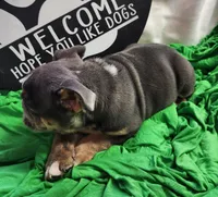 Petey, a male English Bulldog for sale in Maurice, IA – 4 of 5
