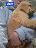 Buckley , a male Golden Retriever for sale in Maurice, IA – 4 of 4