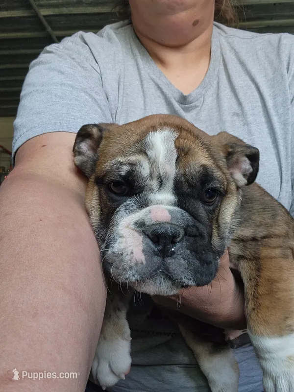 Alfalfa  – English Bulldog puppy for sale in Maurice, IA
