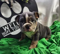 Petey, a male English Bulldog for sale in Maurice, IA – 2 of 5