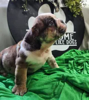 Spanky, a male English Bulldog for sale in Maurice, IA – 5 of 7