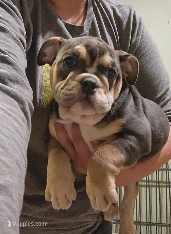 Naomi – English Bulldog puppy for sale in Maurice, IA