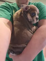 Ruth, a female English Bulldog for sale in Maurice, IA – 3 of 5