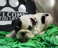 Dill, a male English Bulldog for sale in Maurice, IA – 1 of 7