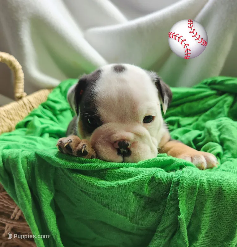 Toby – English Bulldog puppy for sale in Maurice, IA