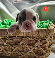 Bobbi Jo, a female English Bulldog for sale in Maurice, IA – Photo 2 of 4