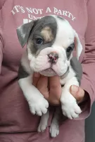 Bobbi Jo, a female English Bulldog for sale in Maurice, IA – 2 of 7