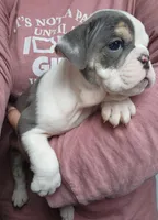 Bobbi Jo, a female English Bulldog for sale in Maurice, IA – 3 of 7