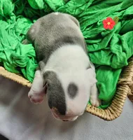 Bobbi Jo, a female English Bulldog for sale in Maurice, IA – Photo 4 of 4