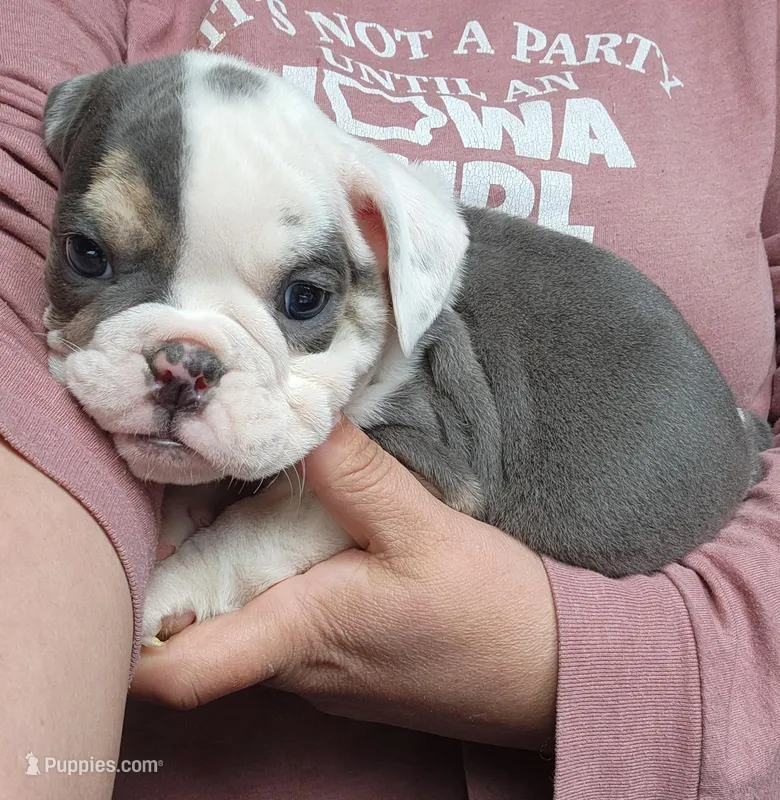 Bobbi Jo – English Bulldog puppy for sale in Maurice, IA