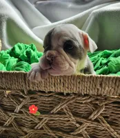 Bobbi Jo, a female English Bulldog for sale in Maurice, IA – Photo 3 of 4