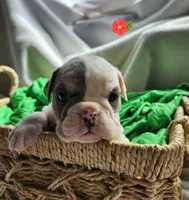 Bobbi Jo, a female English Bulldog for sale in Maurice, IA – Photo 1 of 4
