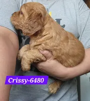 Crissy, a female Golden Cocker Retriever for sale in Maurice, IA – 2 of 5