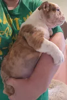 Adam, a male English Bulldog for sale in Maurice, IA – 3 of 8