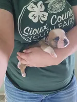 Delilah, a female English Bulldog for sale in Maurice, IA – 1 of 4