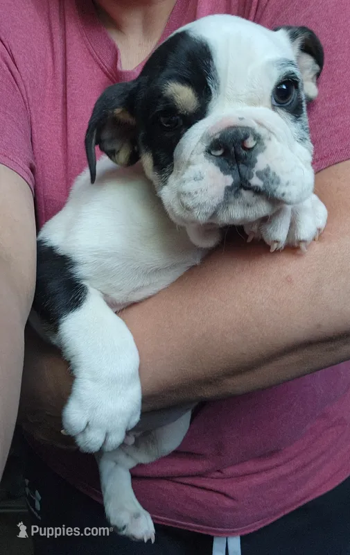 Dill – English Bulldog puppy for sale in Maurice, IA