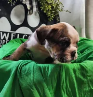 Spanky, a male English Bulldog for sale in Maurice, IA – 3 of 7