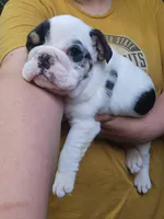 Dill, a male English Bulldog for sale in Maurice, IA – 6 of 7