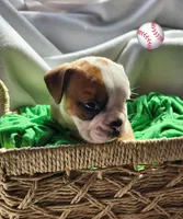 Stilwell, a male English Bulldog for sale in Maurice, IA – Photo 3 of 5