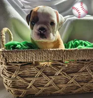 Stilwell, a male English Bulldog for sale in Maurice, IA – Photo 5 of 5