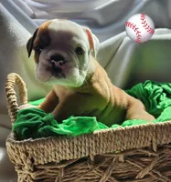 Stilwell, a male English Bulldog for sale in Maurice, IA – Photo 4 of 5