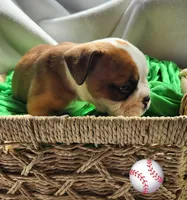 Stilwell, a male English Bulldog for sale in Maurice, IA – Photo 2 of 5
