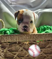 Stilwell, a male English Bulldog for sale in Maurice, IA – Photo 1 of 5