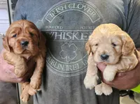 Baloo, a male Golden Cocker Retriever for sale in Maurice, IA – 2 of 2